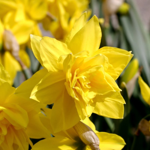 Daffodil Bulbs - Golden Ducat